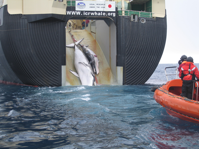The Japanese Government kills a whale in the Sea of Australia