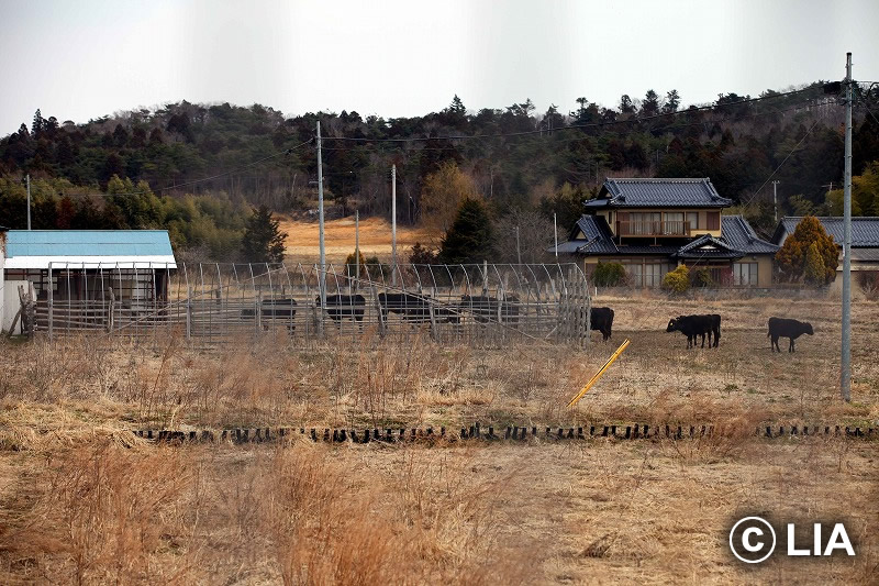 富岡町での殺処分