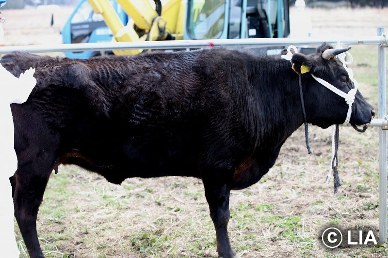 富岡町での殺処分