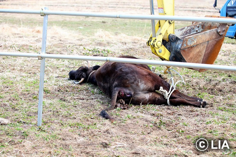富岡町での殺処分