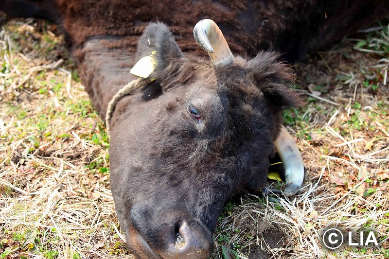 富岡町での殺処分