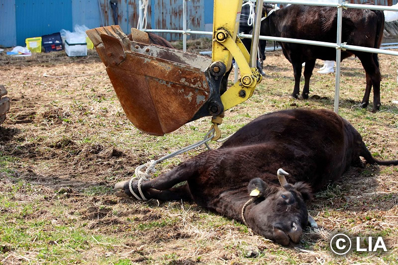 富岡町での殺処分