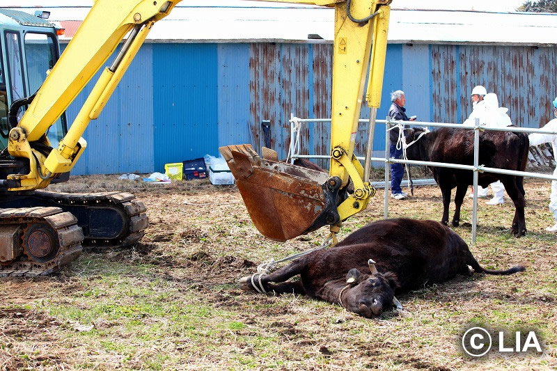 富岡町での殺処分