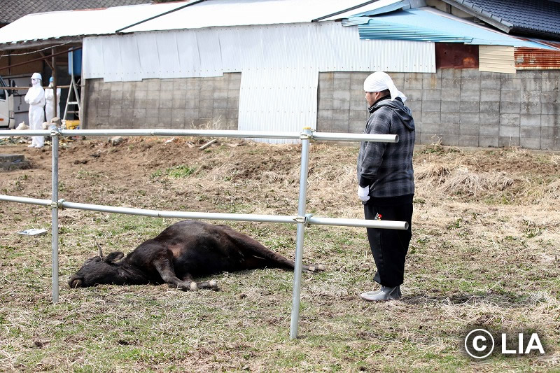 富岡町での殺処分