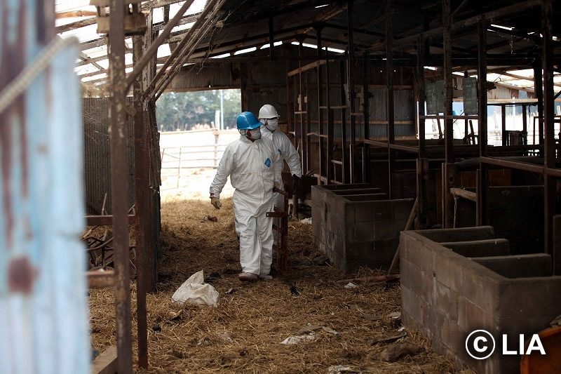 富岡町での殺処分