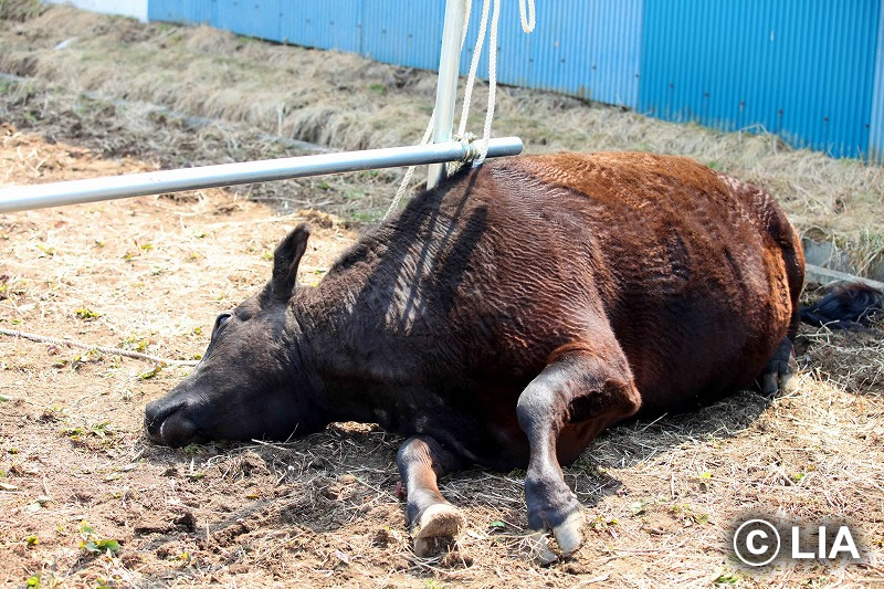 富岡町での殺処分