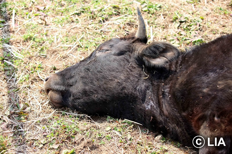 富岡町での殺処分