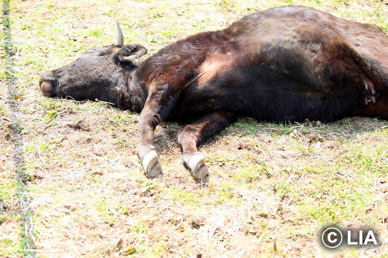 富岡町での殺処分