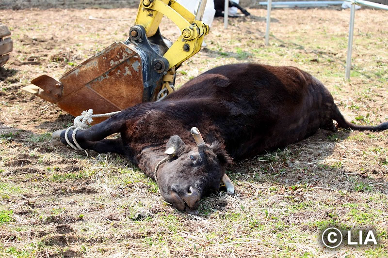 富岡町での殺処分