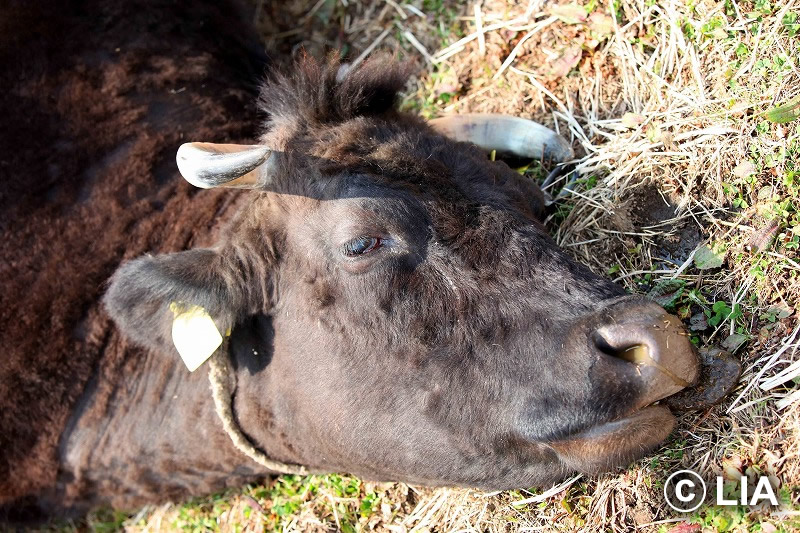 富岡町での殺処分