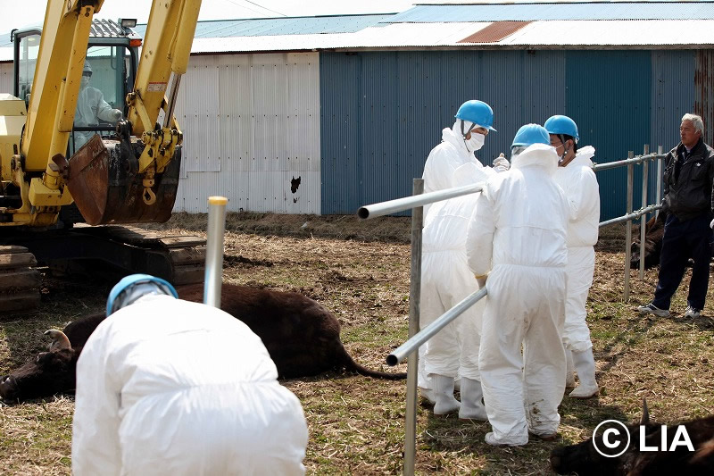富岡町での殺処分