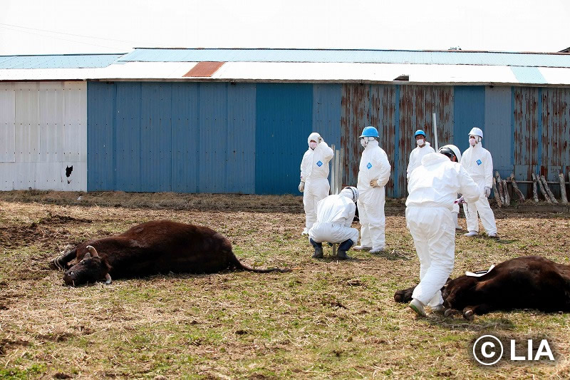富岡町での殺処分