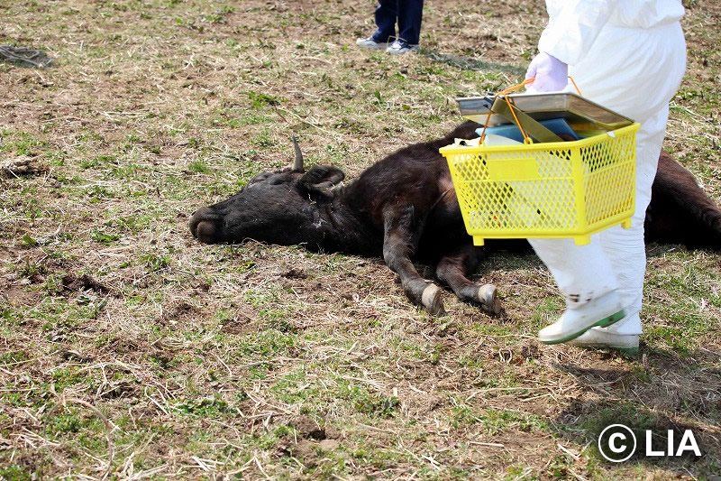 富岡町での殺処分