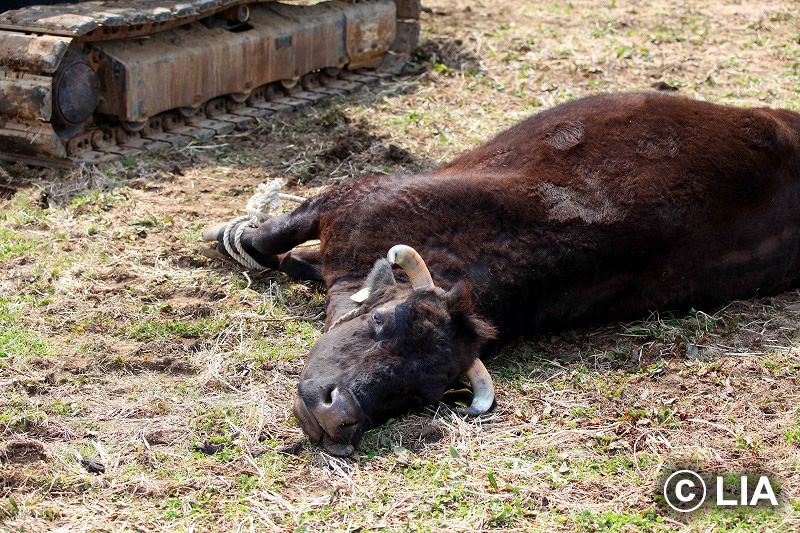 富岡町での殺処分