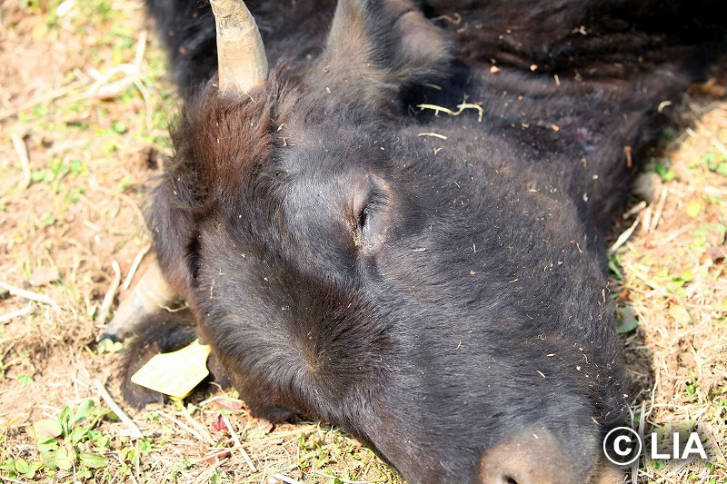 富岡町での殺処分