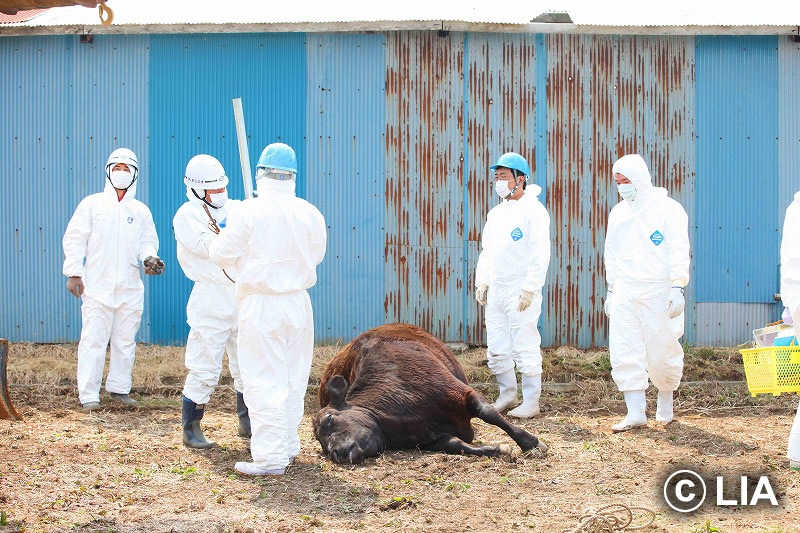 富岡町での殺処分