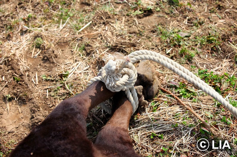 富岡町での殺処分