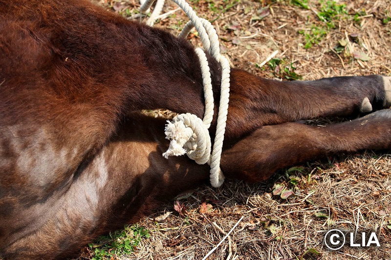 富岡町での殺処分