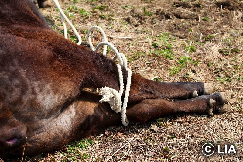 富岡町での殺処分
