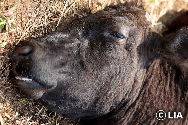 富岡町での殺処分