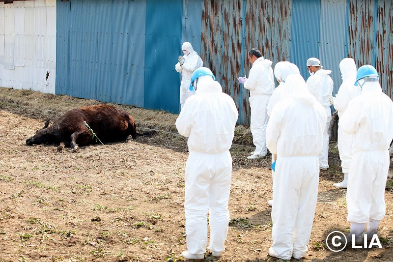 富岡町での殺処分