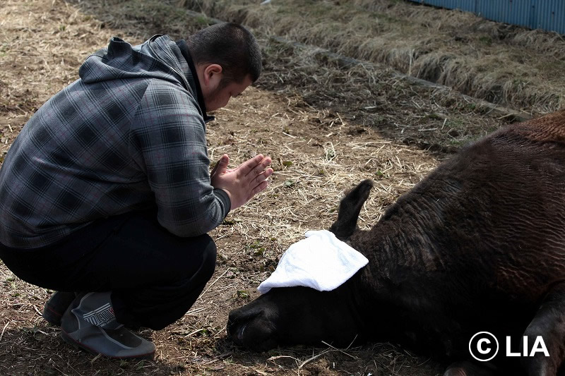 富岡町での殺処分