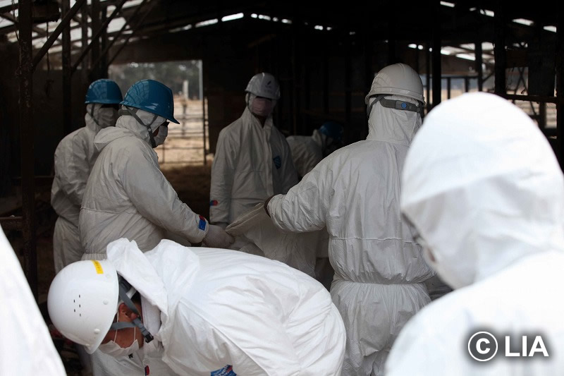 富岡町での殺処分