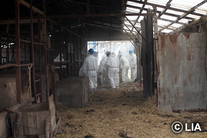 富岡町での殺処分