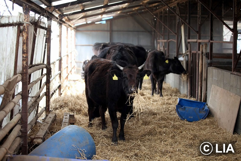 富岡町での殺処分
