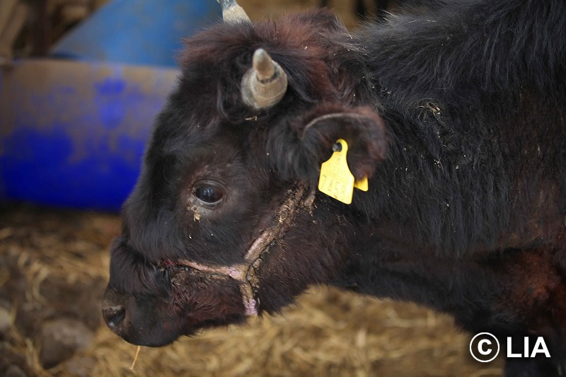 富岡町での殺処分