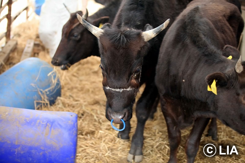 富岡町での殺処分