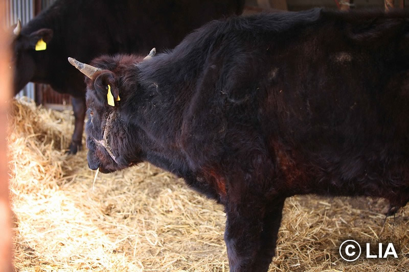 富岡町での殺処分