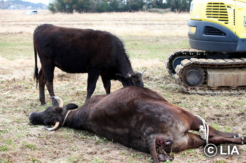 富岡町での殺処分