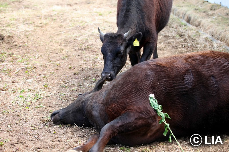 富岡町での殺処分