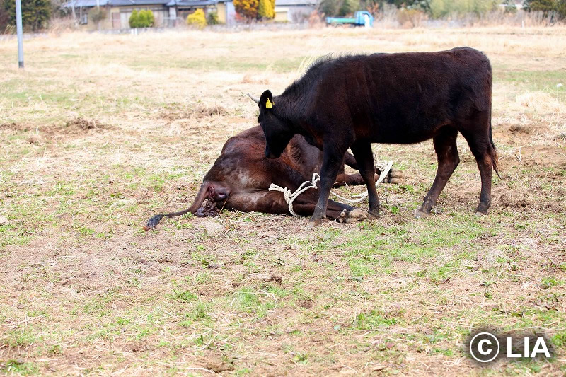 富岡町での殺処分