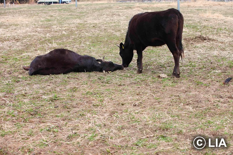 富岡町での殺処分