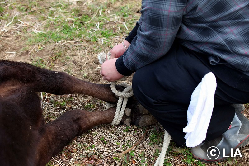 富岡町での殺処分