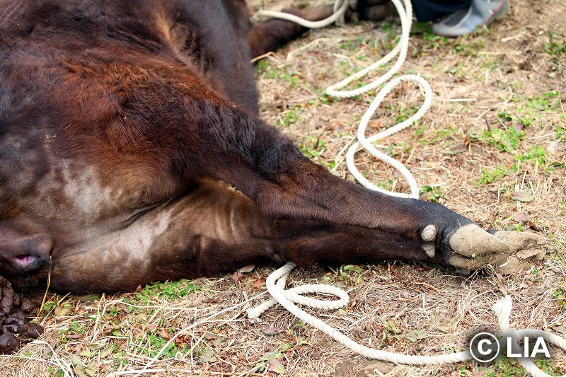 富岡町での殺処分