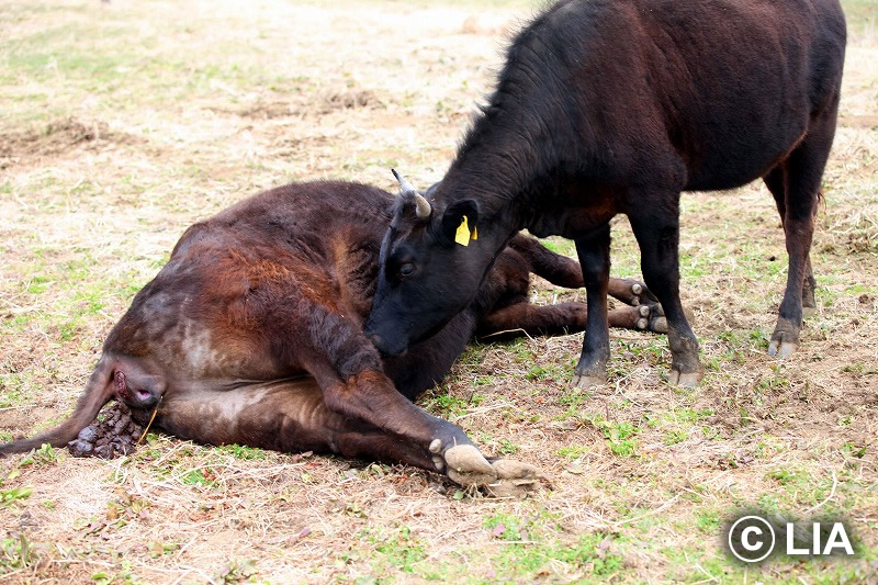 富岡町での殺処分