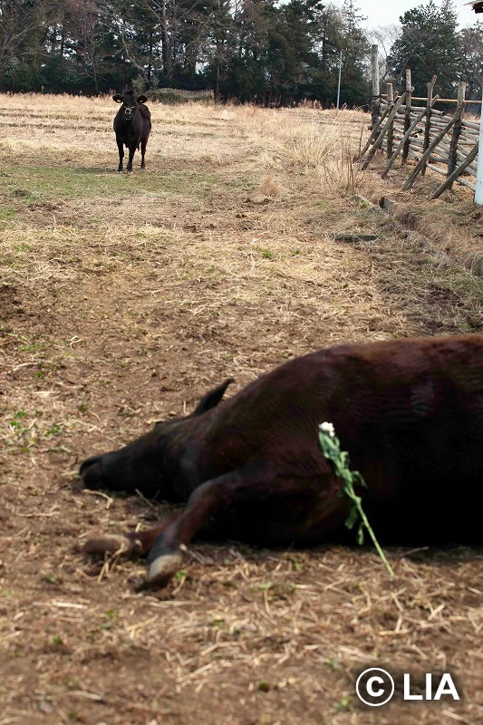 富岡町での殺処分